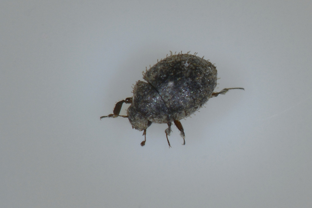 Chaetophora spinosa, Byrrhidae